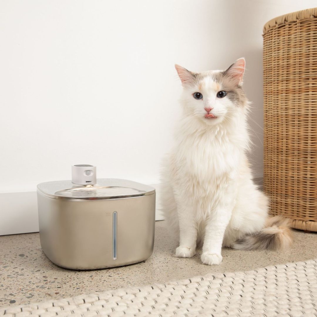 Kitty Spout Wireless Water Fountain
